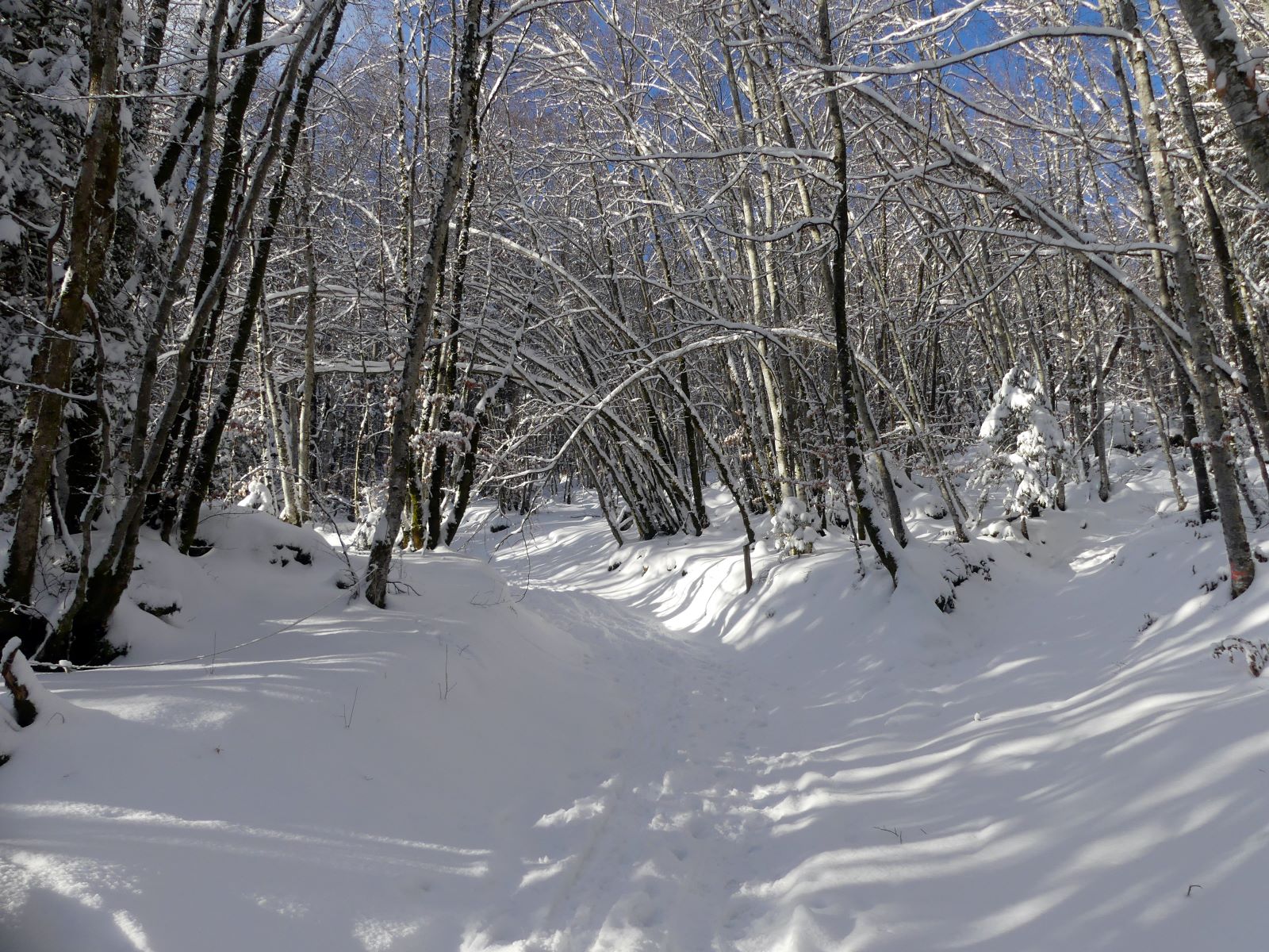 Raquettes en Bauges-Club Alpin Ouest Lyonnais- départ dans la forêt