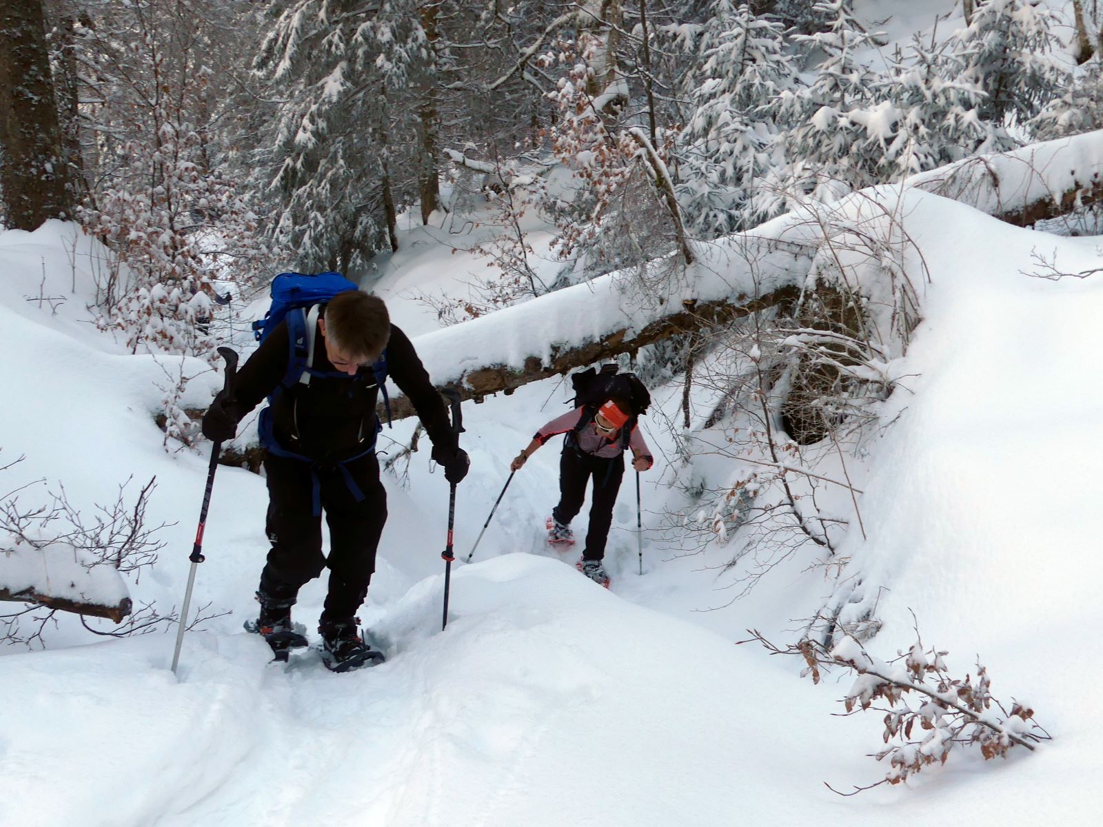 Raquette en Bauges-Club Alpin Ouest Lyonnais-Crapahut dans la forêt