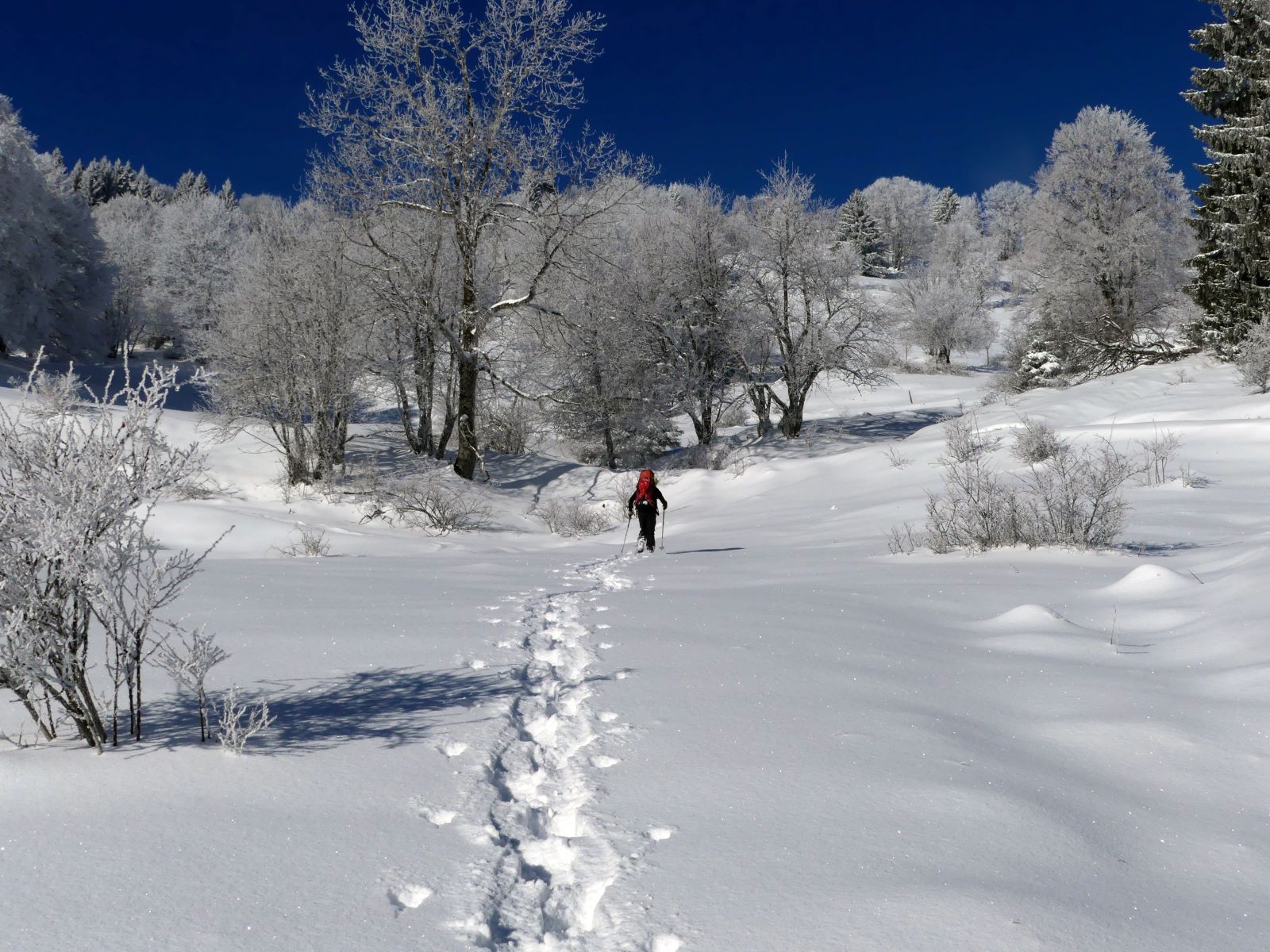 Raquettes en Bauges- Club-Alpin Ouest Lyonnais--montée au creux de Lachat