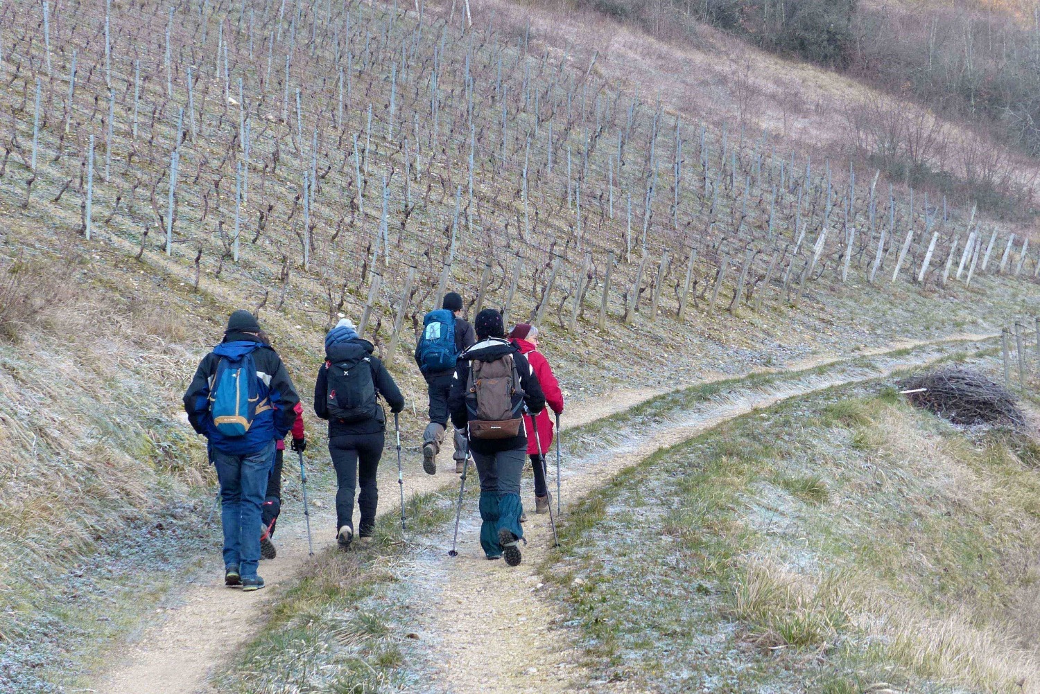 Rando-Bugey-février 2023-Départ_dans_les_vignes-club Alpin Ouest Lyonnais