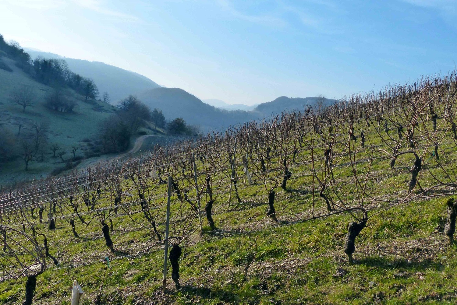 Rando-Bugey-février 2023-les_vignes_de_Cerdon-club Alpin Ouest Lyonnais