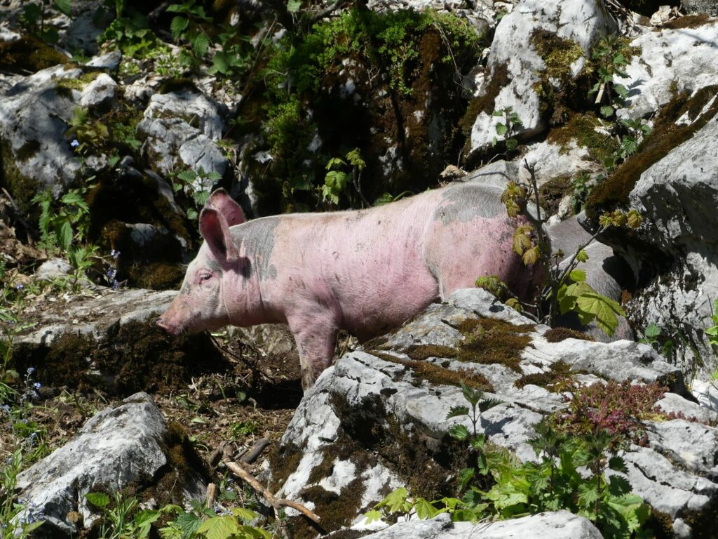 Randonnée pédestre-Beauges-Chaurionde-Alpages du Haut Four- cochon de lait en liberté-Club alpin ouest Lyonnais