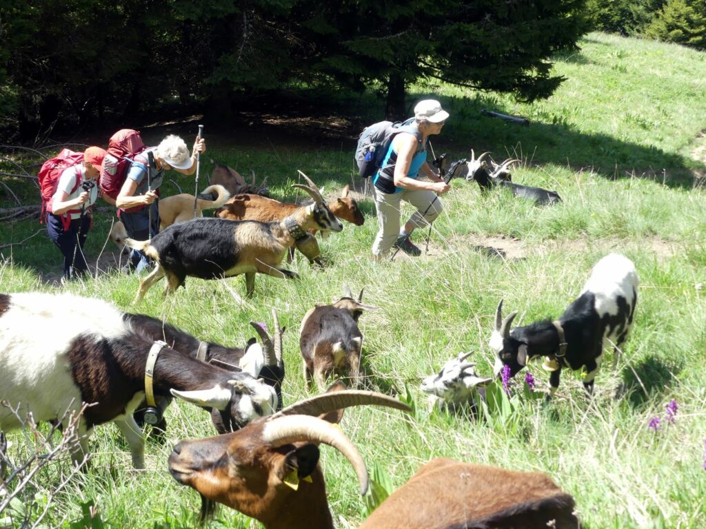 Randonnée pédestre-Beauges-Chaurionde- montée au col du Drison-Club alpin ouest Lyonnais