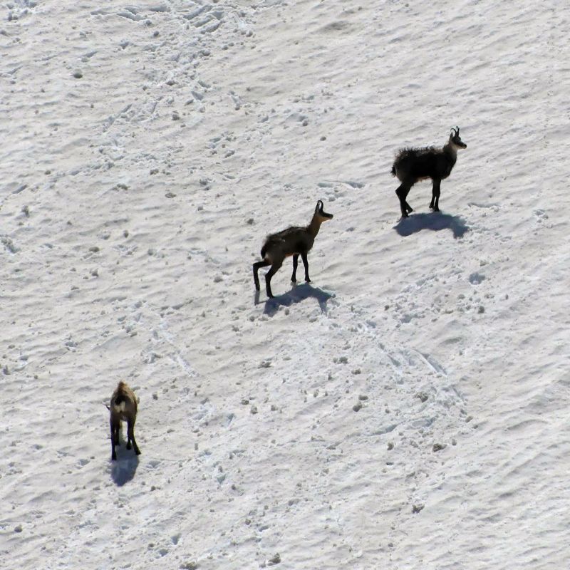 Randonnée pédestre - Belledonne-Chamois dans les pentes au dessus du lac du grand Doménon-club alpin ouest lyonnais-juin 2026