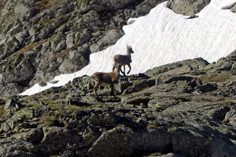 Randonnée pédestre - Belledonne-bouquetins-club alpin ouest lyonnais-juin 2026