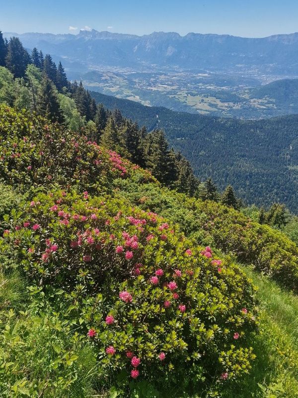Randonnée pédestre - Belledonne-montée Grand Colon-Rodhodendron en fleurs-club alpin ouest lyonnais-juin 2026